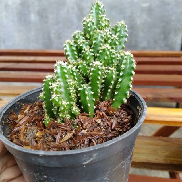 Murah Kaktus mini cereus tetragonus | Shopee Indonesia