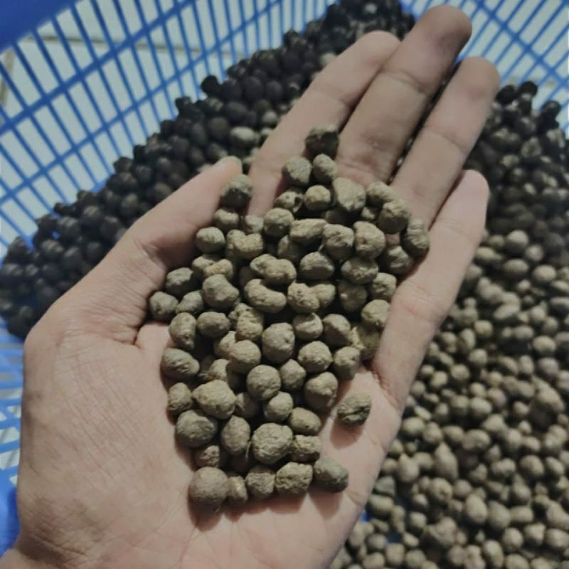 Bubil Katak Porang Ukuran Sangat Mini 1kg Isi 2000Up