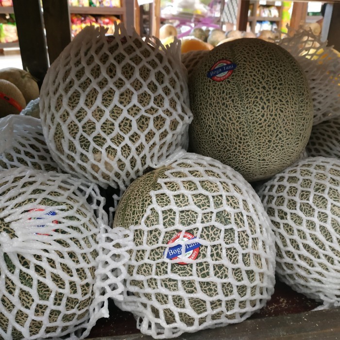 

Melon Holland Bogatani / pics