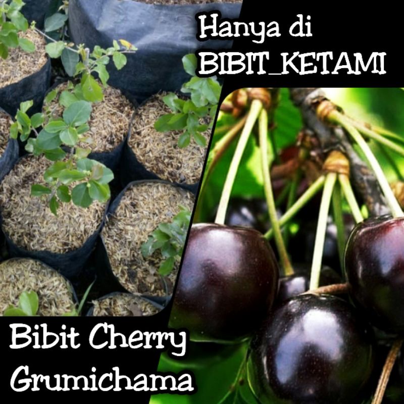 Bibit Grumichama Cherry (Black Sitomba) Cherry Brazil - Kategori Standart (ORIGINAL)