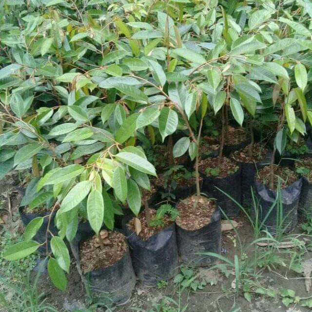 Bibit durian musang king
