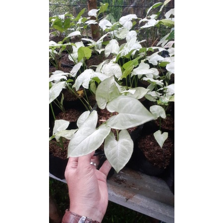 Syngonium Moonshine - Syngonium Putih