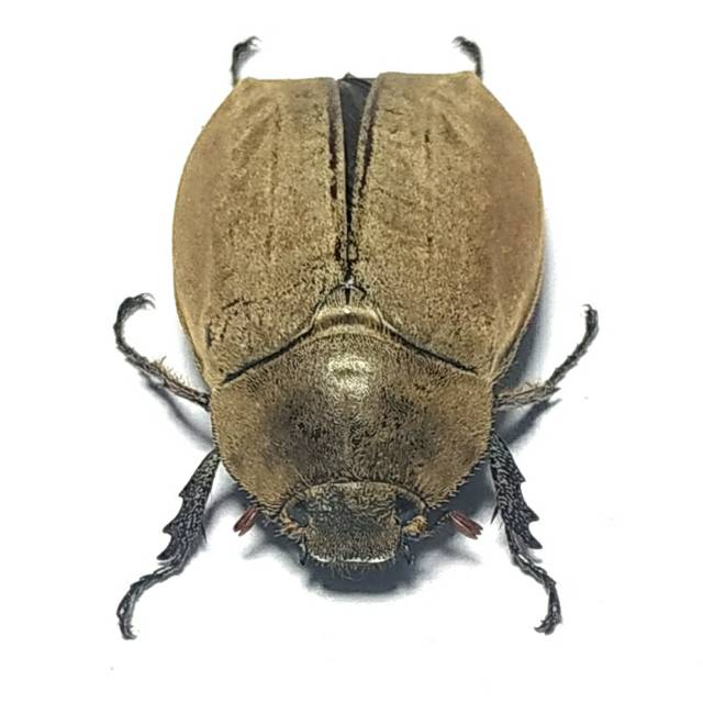 AWETAN SERANGGA ASLI/ TAXIDERMY KUMBANG LEGE