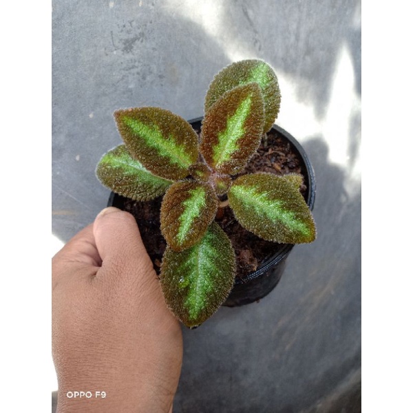 episcia blue nile