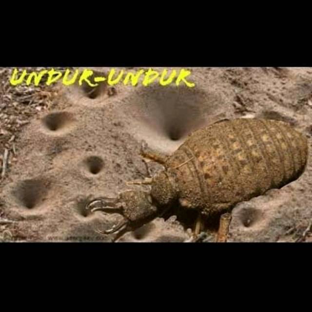 Hewan Undur Undur Unur Unur Shopee Indonesia