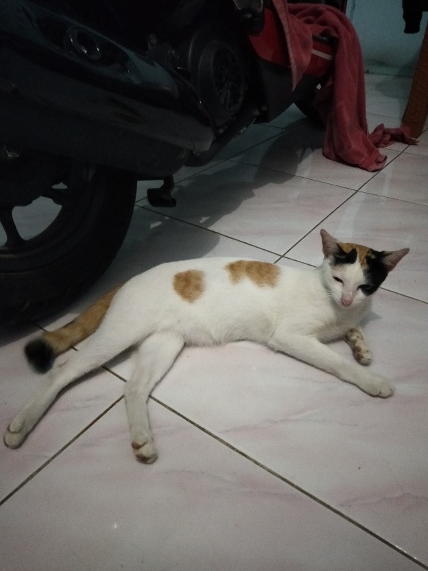 Osm - H906 Saringan Penjepit Gorengan 2 In 1 / Jepitan Gorengan Tirisan Minyak /alat Masak Serbaguna