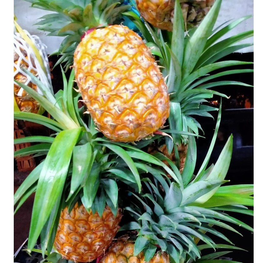 Nanas Subang super / Nanas subang Segar Per kepala