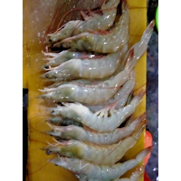 

Udang vaname