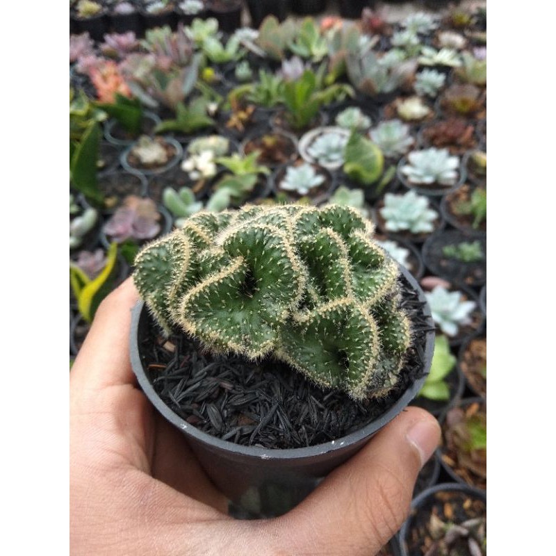 Kaktus : Opuntia Tuna Crested