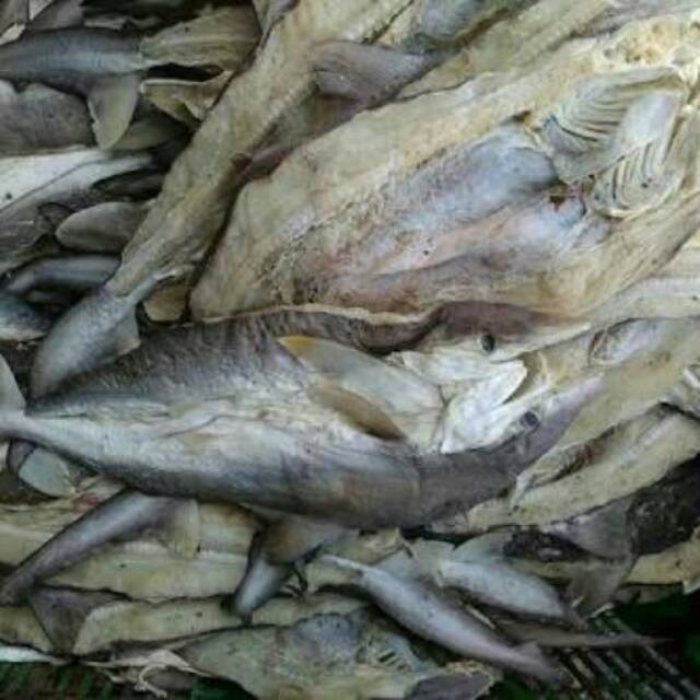 

Ikan Asin Cucut Utuh 1 Kg