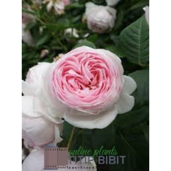 Tanaman Bunga Mawar Herzogin Christiana Dewasa Berbunga Import Rose