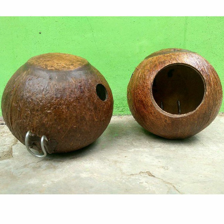 Glodok Rumah Burung Love Bird, Sugar Glider, Bajing Batok Kelapa