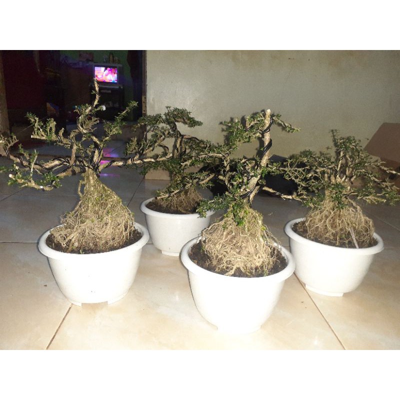 bonsai seribu bintang - bonsai seribu bintang akar naik