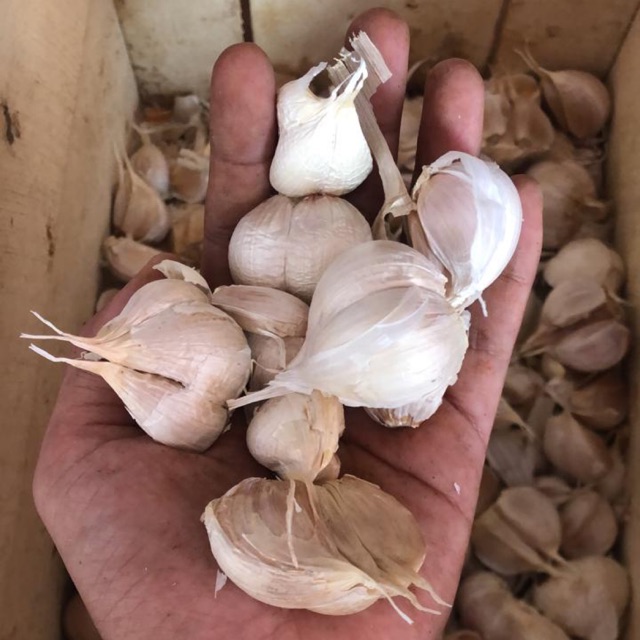 

Bawang Putih TERMURAH