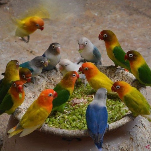 lovebird dewasa siapan ternak