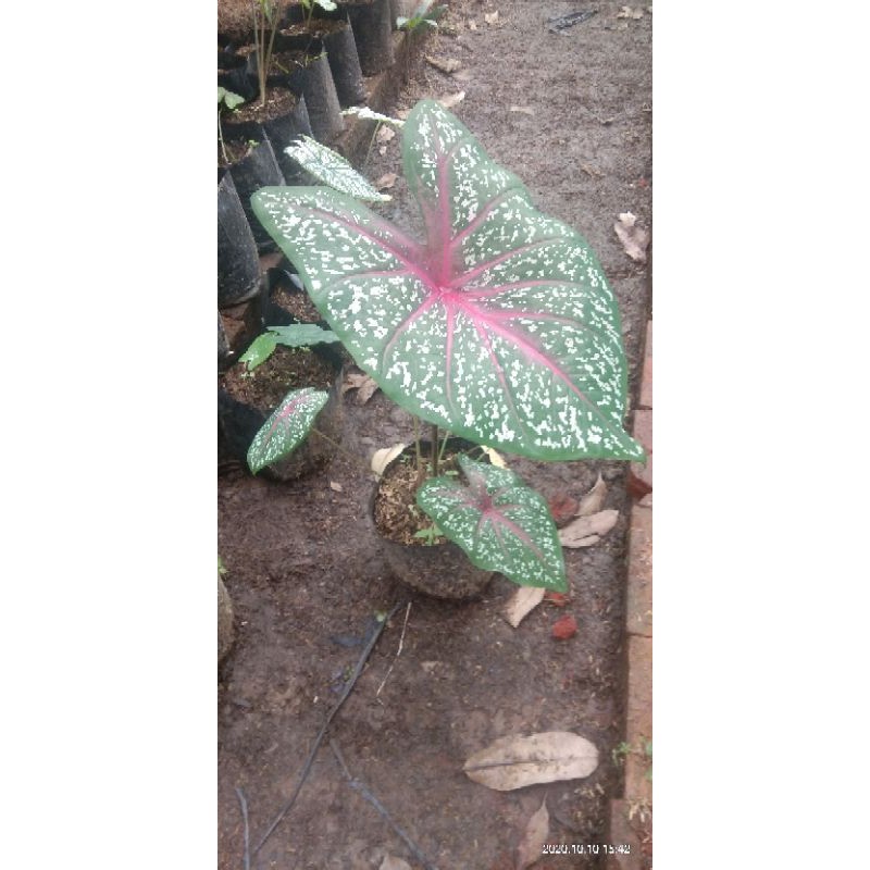 caladium red star keladi red star