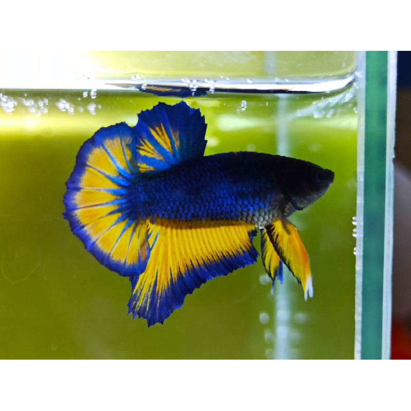

ikan cupang MG line yellow fancy