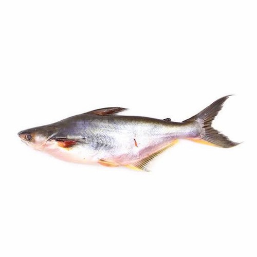 

IKAN PATIN