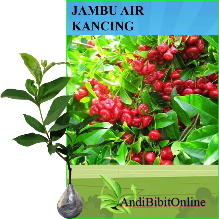 Jambu Kancing - Bibit Tanaman Jambu Air Kancing