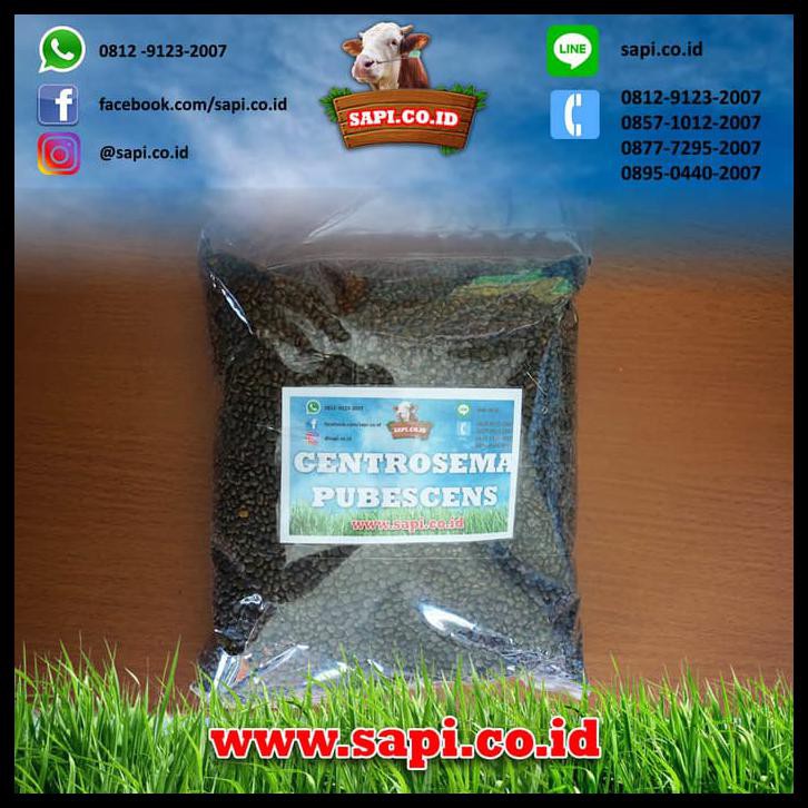 Buruan Serbu Benih Centrosema Pubescens 1 Kg