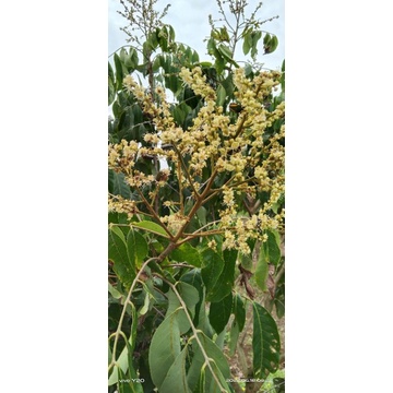 bibit kelengkeng,bibit kurma tropis,biji kurma tropis