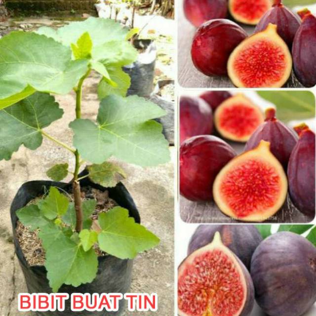 Bibit buah Tin dapat berbuah dalam pot