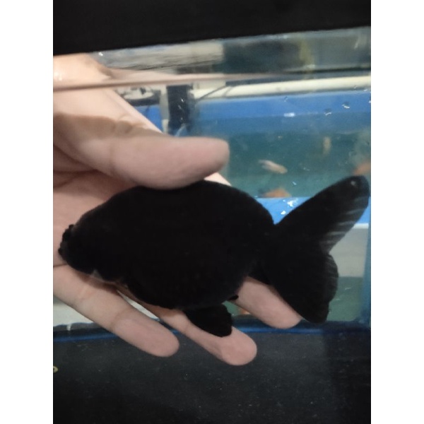 Black Ranchu Thailand Goldfish Surabaya