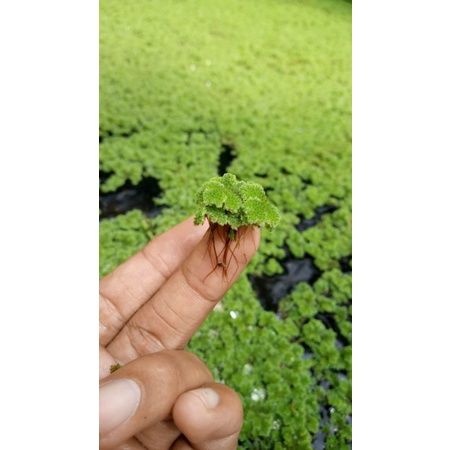 Bibit Azolla Microphylla