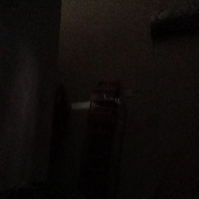 Tanaman Hias Palem Sikas-bibit Tanaman Sikas