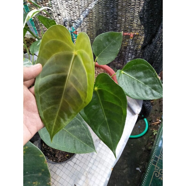 Anthurium Veitchii X Forgetii