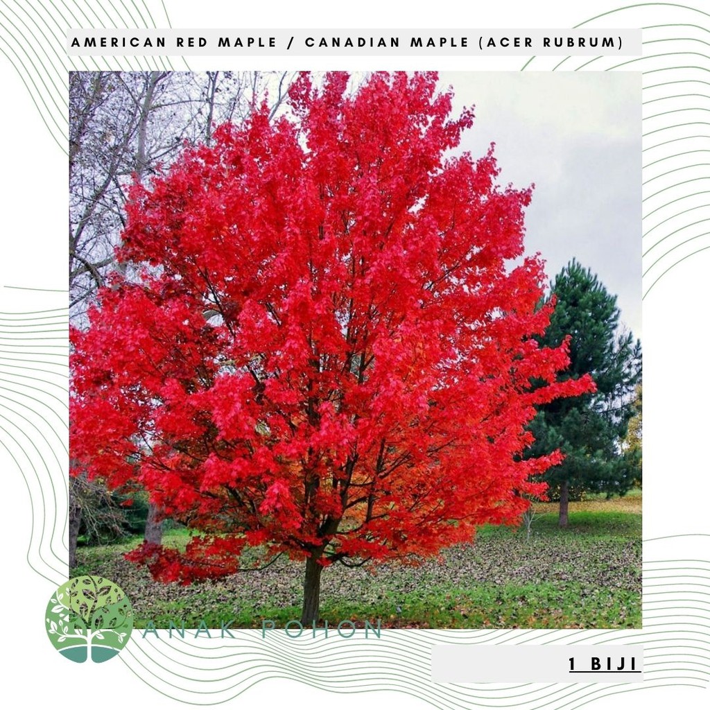 Benih Bibit Biji - American Red Maple / Canadian Maple Tree (Acer rubrum) Seeds - IMPORT