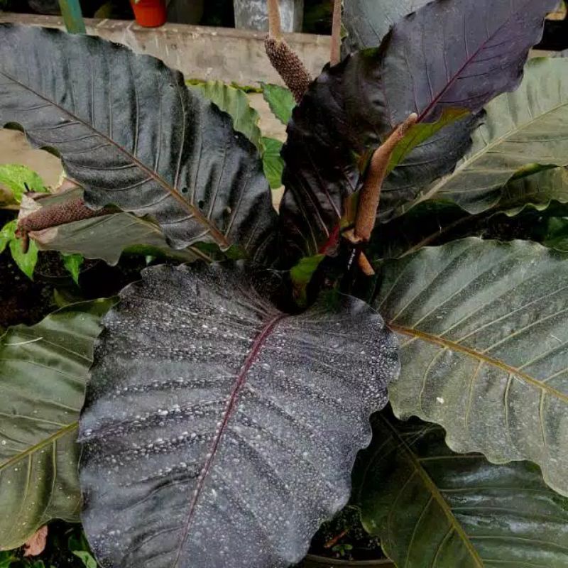 BONGGOL ANTHURIUM BERGUNDI ORI