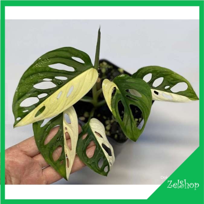 Monstera Adansonii Varigata Kuning / Janda Bolong Varigata Kuning / Monstera Adansonii Aurea Yellow 