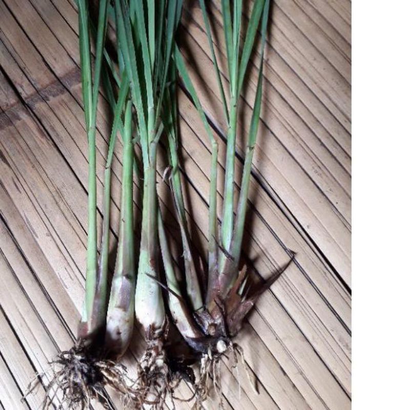 Bibit serai dapur serai sayur siap tanam