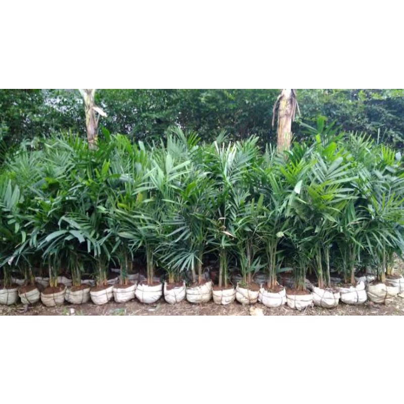 Tanaman Hias Palem Waregu mini - Bibit palem regu