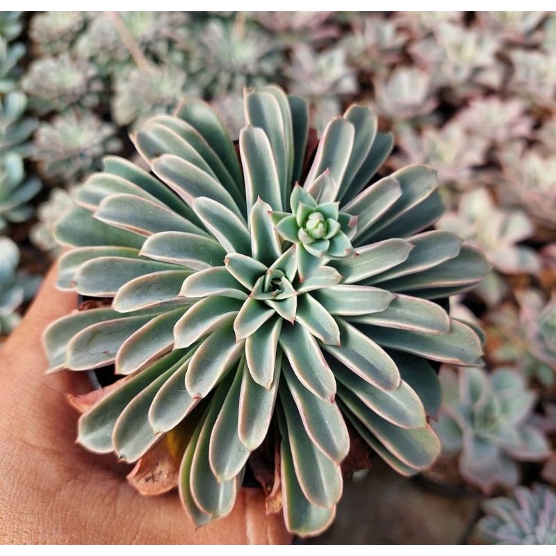 sukulen fantastic fountain import korea