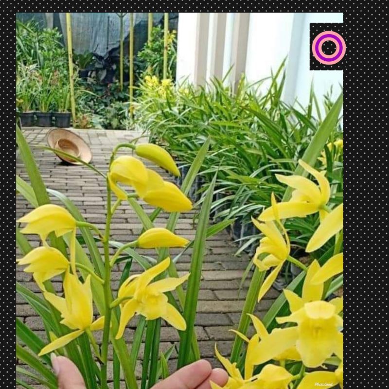 anggrek tanah ( golden boy )