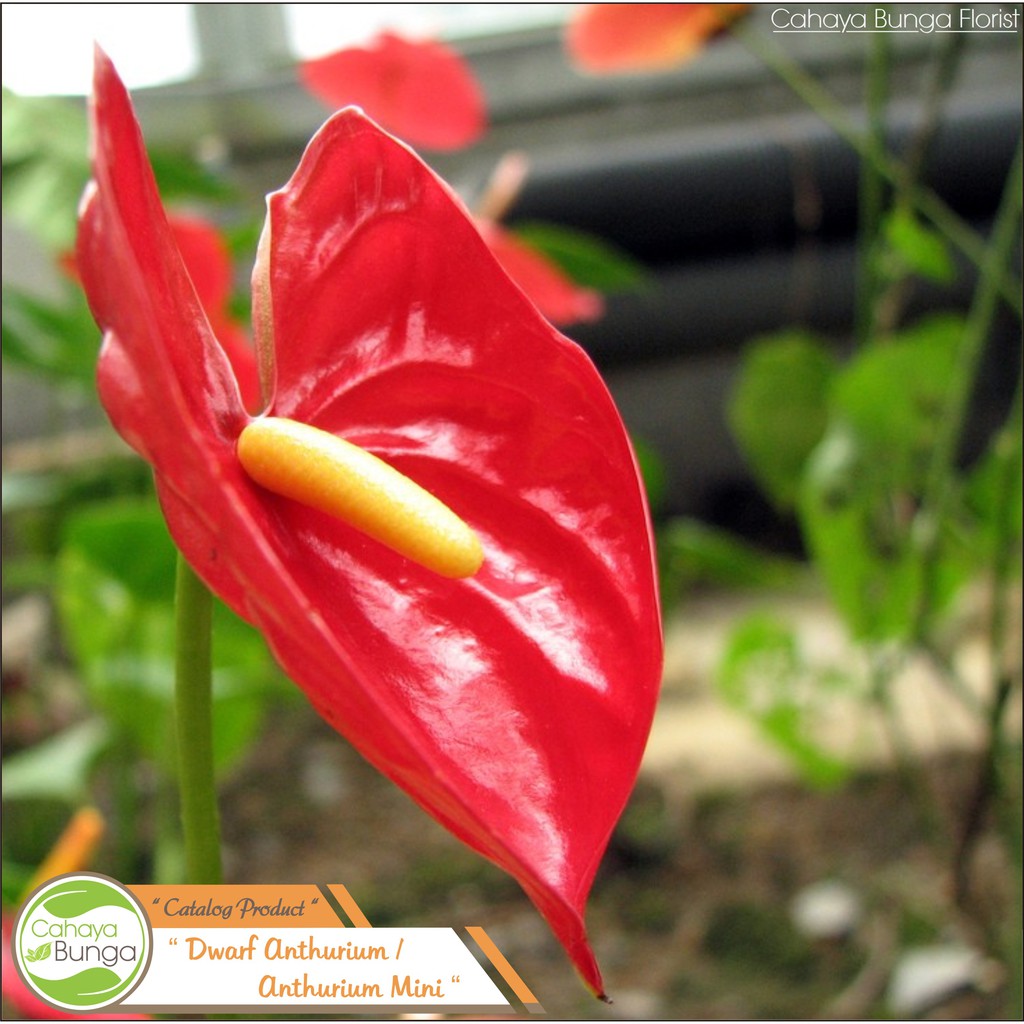 Tanaman Hias Bunga Anthurium Mini Merah Shopee Indonesia