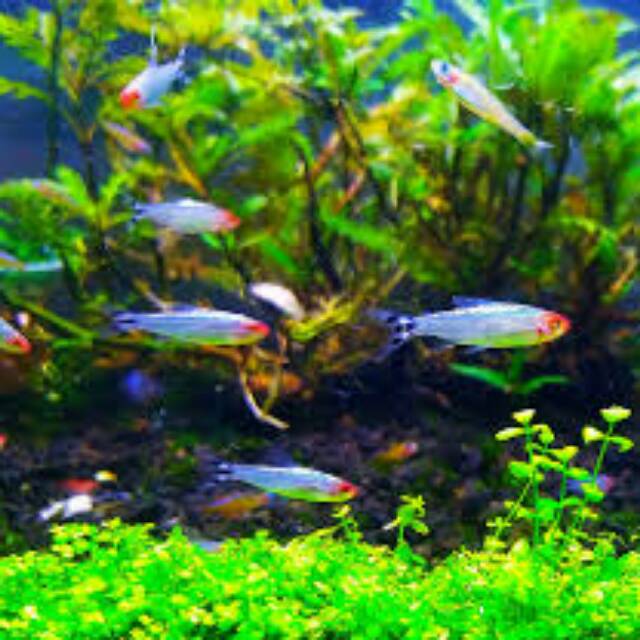 ikan hias rednose berlian