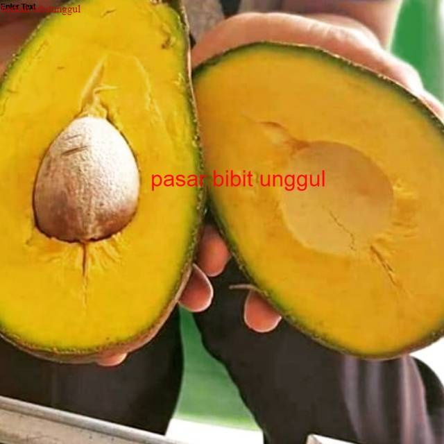 Bibit Alpukat Yamagata Okulasi Batang Besar Bibit Buah Alpukat Yamagata Murah