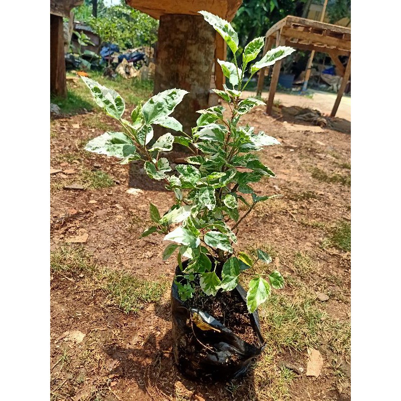 tanaman hias bunga sepatu varigata - bibit bunga sepatu varigata