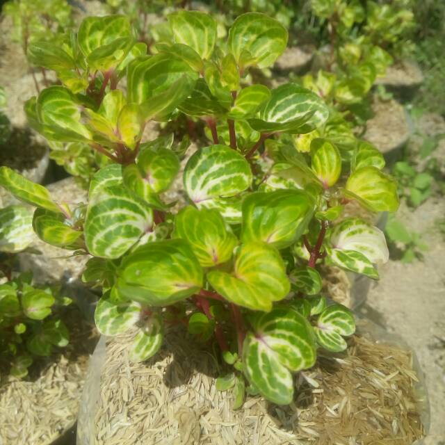

Daun iresine /baya hijaw