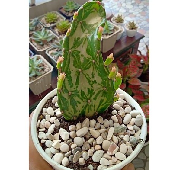 opuntia monacantha variegata