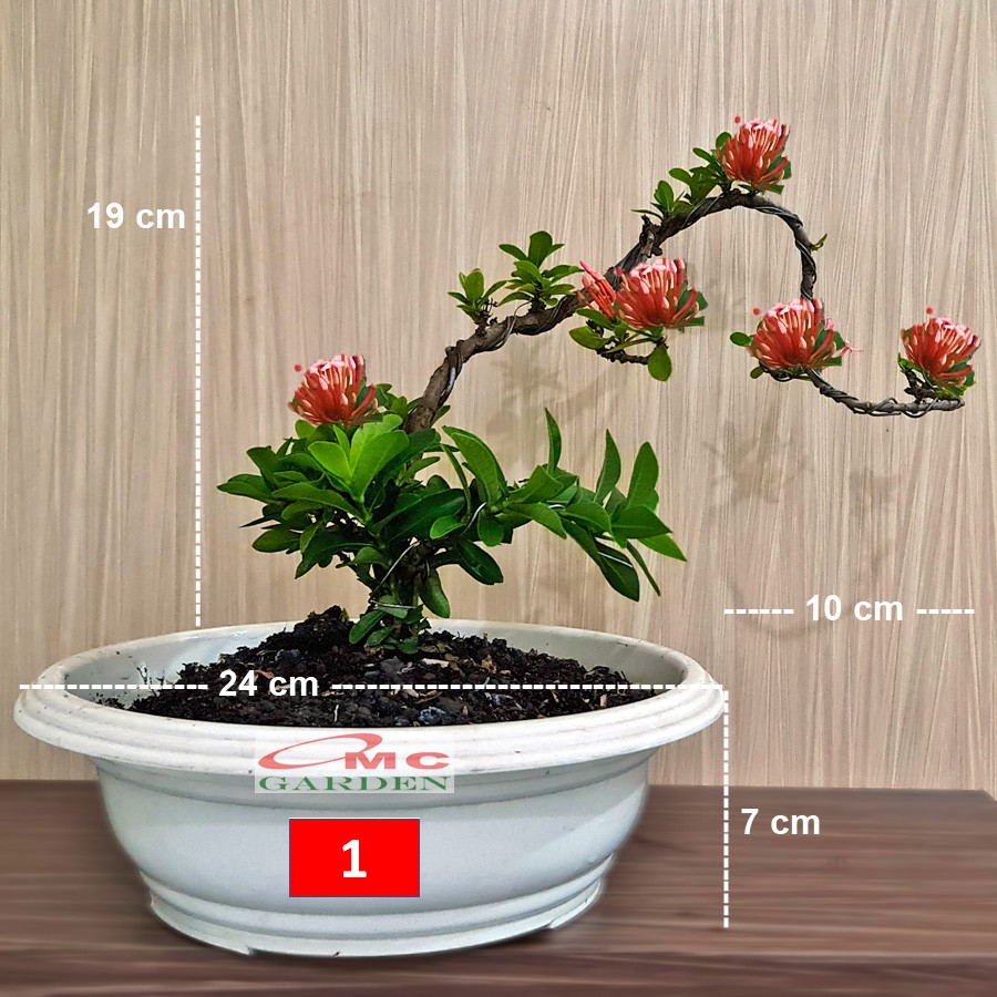 Tanaman Hias Bonsai Mame Soka Mini Asoka Jepang Ixora Pink B-SMP-002