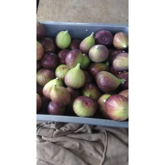 

nfqm Buah Tin, Ara, Fig Fresh Grade B 200grm. ﹄ 83