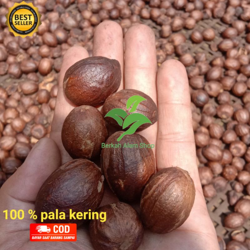 

Pala Kering Super 100 Gram Pilihan Masih Berbatok