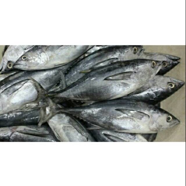 

IKAN TONGKOL SEGAR