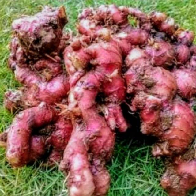 

Jahe Merah Berkualitas | Jahe Merah Obat | Jahe Merah