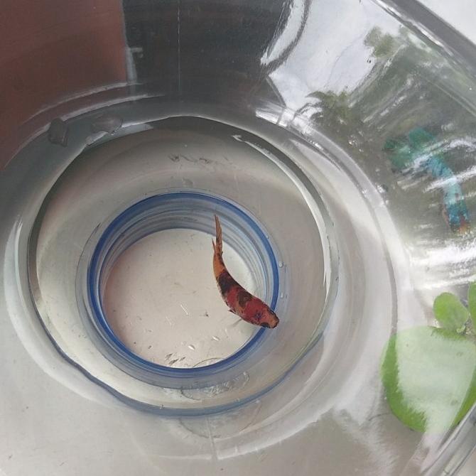 Pesanan Boss.. Multicolor.. Nemo.. Halfmoon.. Female Cooper Best Seller