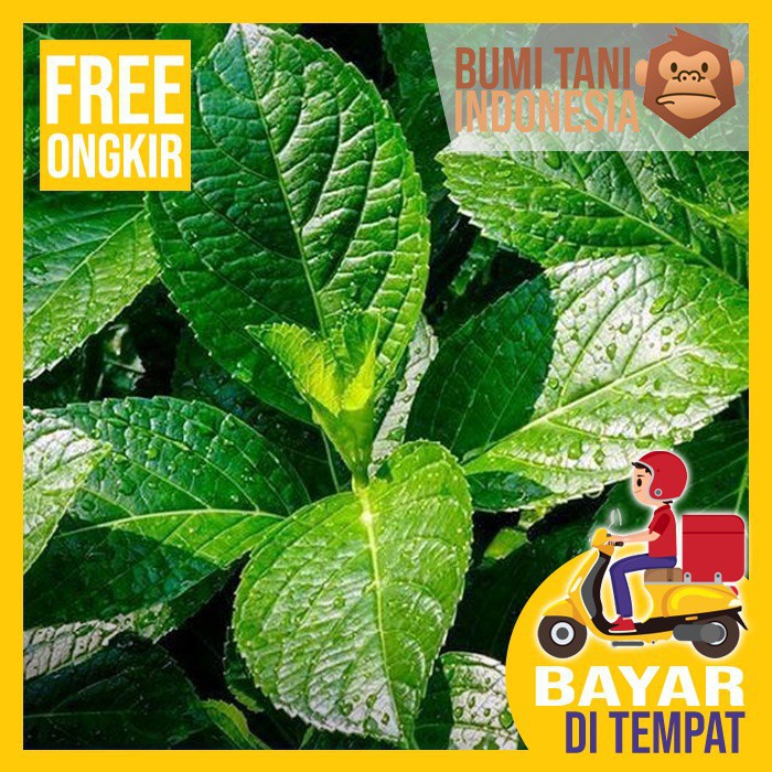 Jual Daun Pecah Beling Obat Batu Ginjal Shopee Indonesia 8016